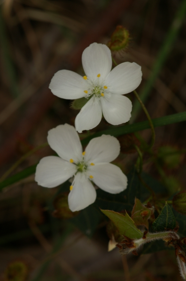 Drossera macrantha
